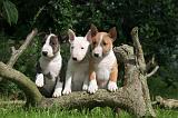 BULL TERRIER MINIATURE 191